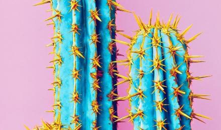 Cactus Aesthetic Wallpapers