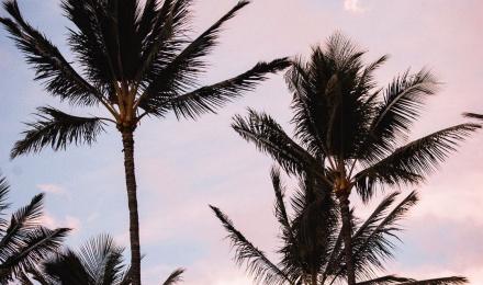 Palm Tree Aesthetic Wallpapers