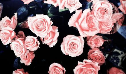 Roses Aesthetic Wallpapers