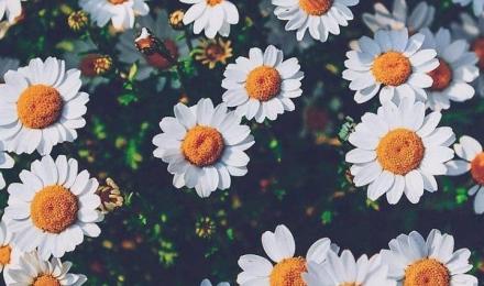 Daisy Aesthetic Wallpapers