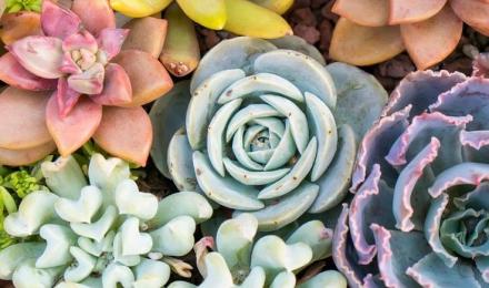 Succulent Aesthetic Wallpapers