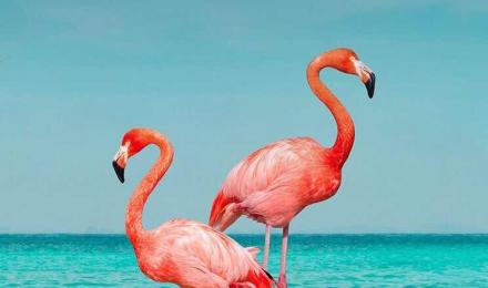 Flamingo Aesthetic Wallpapers