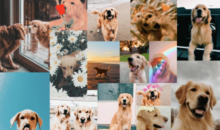 Puppy Aesthetic Wallpapers