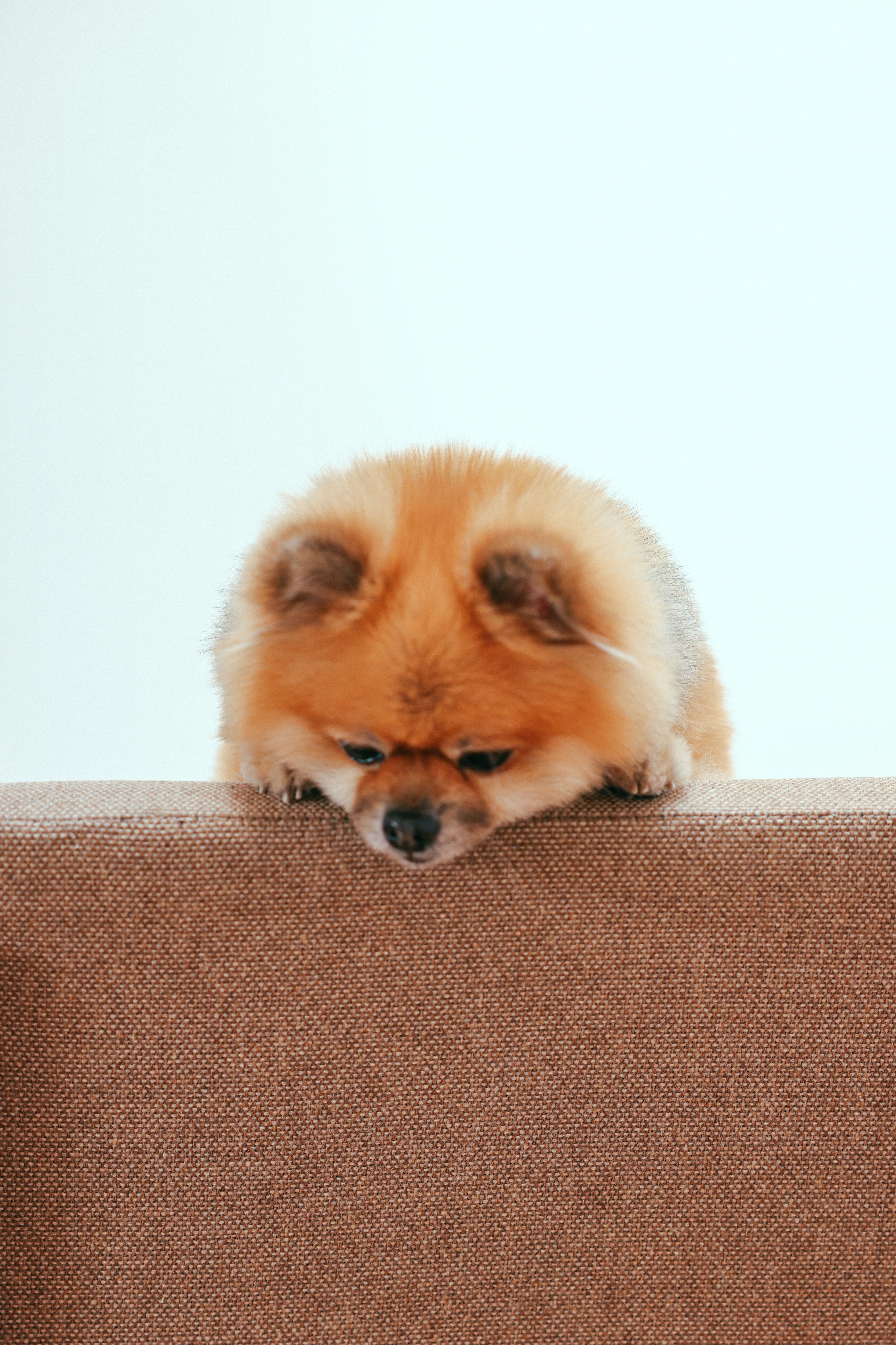 A small brown dog with a white face sitting on a brown couch. - Dog