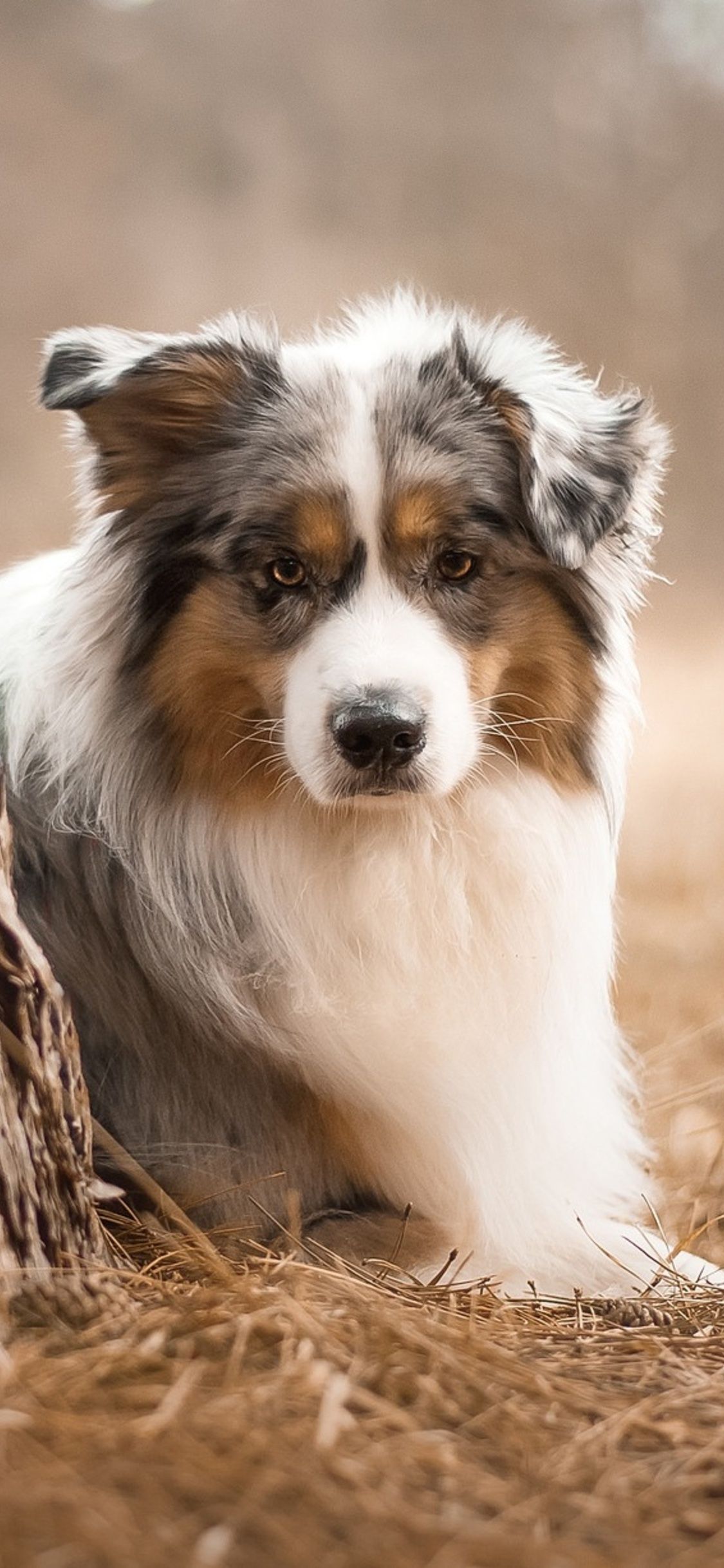 A dog sitting on the ground in the grass. - Dog, puppy