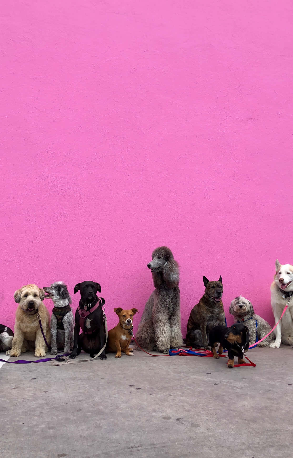 Dogs of all shapes and sizes on a pink wall - Dog