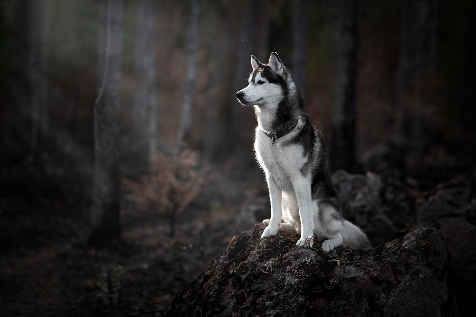 A husky dog sitting on top of rock in the woods - Dog