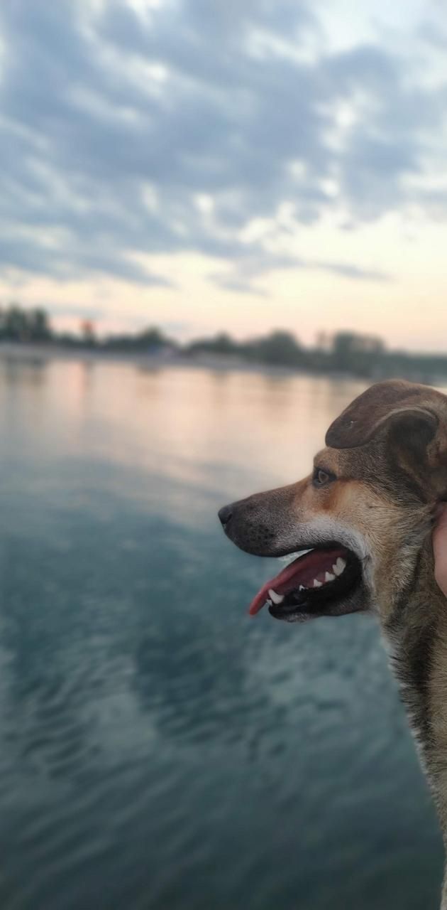 Dog and sea wallpaper