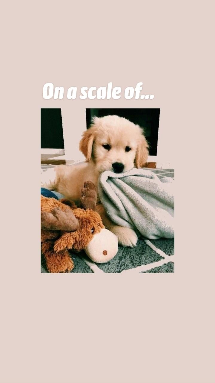 A puppy laying on a blanket with a stuffed animal - Dog