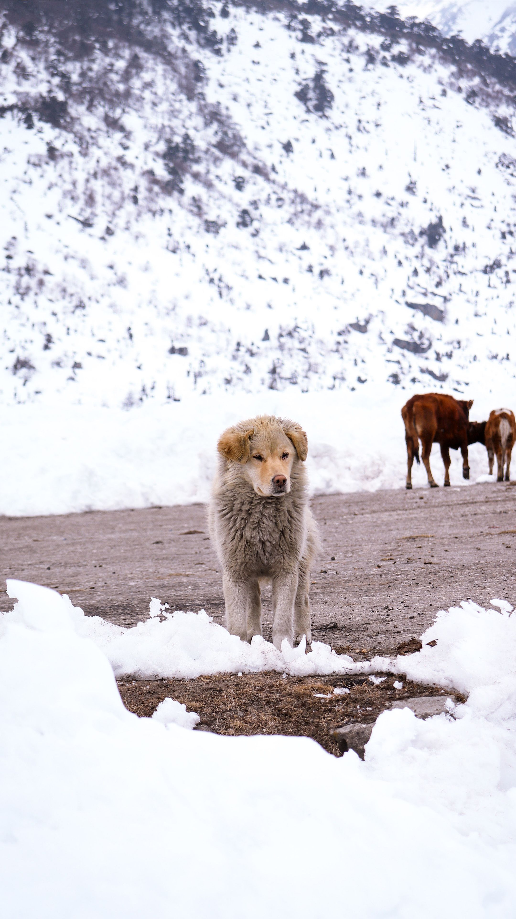 A dog standing in the snow with two cows - Dog, puppy