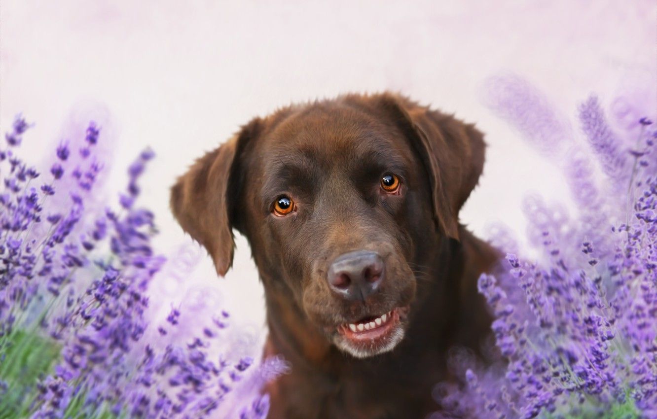 A dog is sitting in front of lavender flowers - Dog