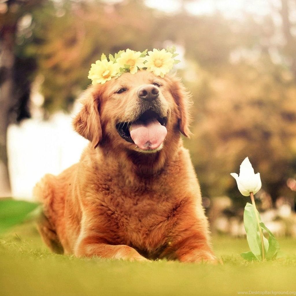 A dog is laying on the grass with flowers in its mouth - Dog