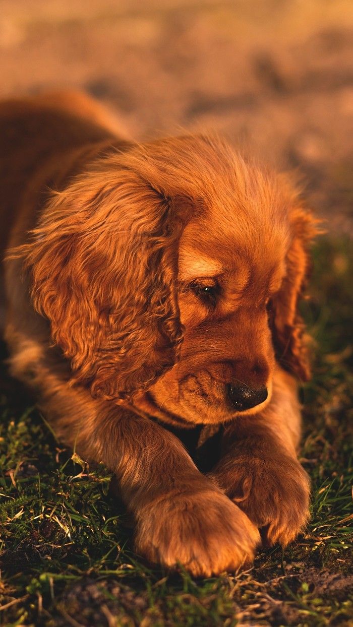 A cute dog laying on the grass. - Dog