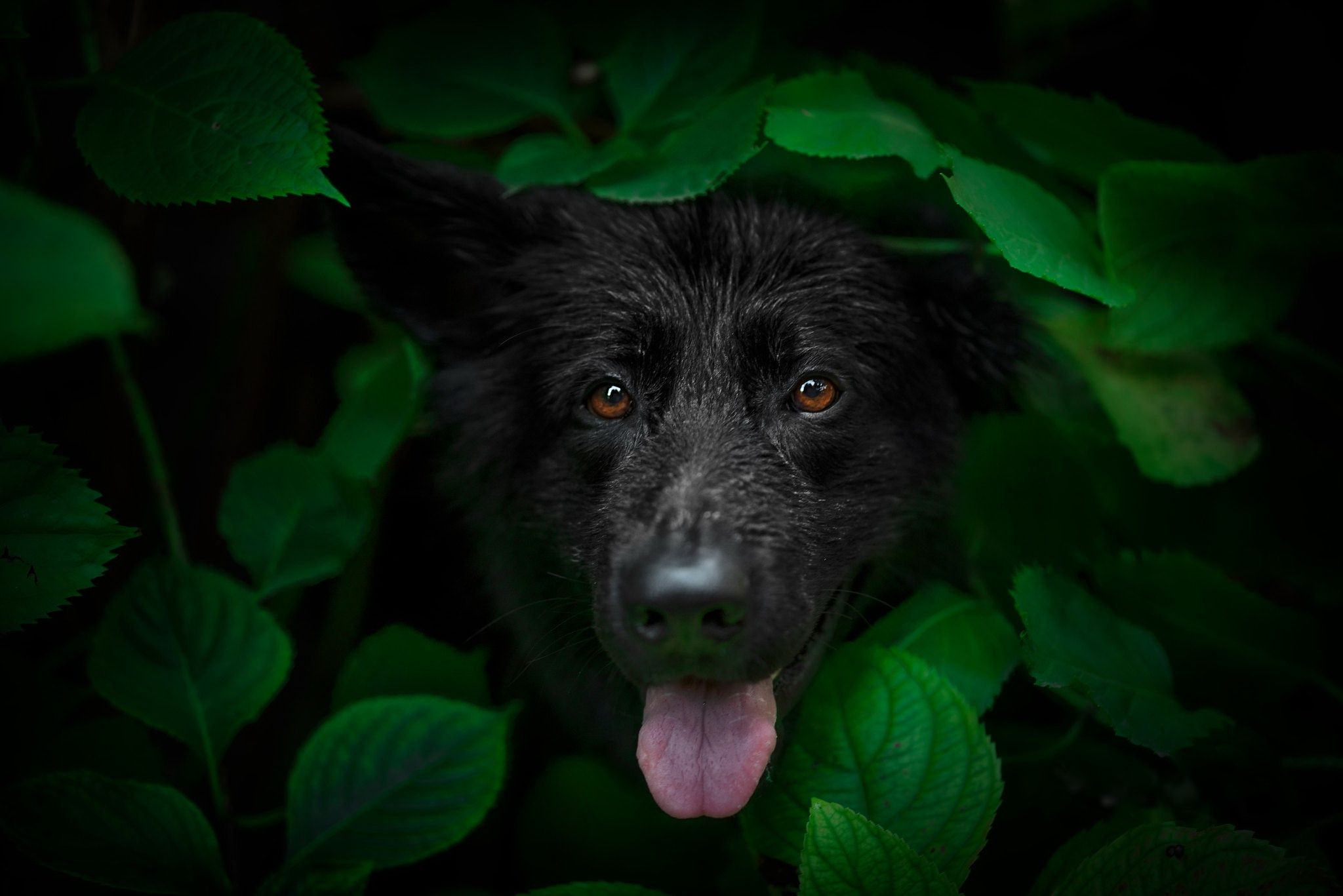 A dog with its tongue out in the bushes - Dog