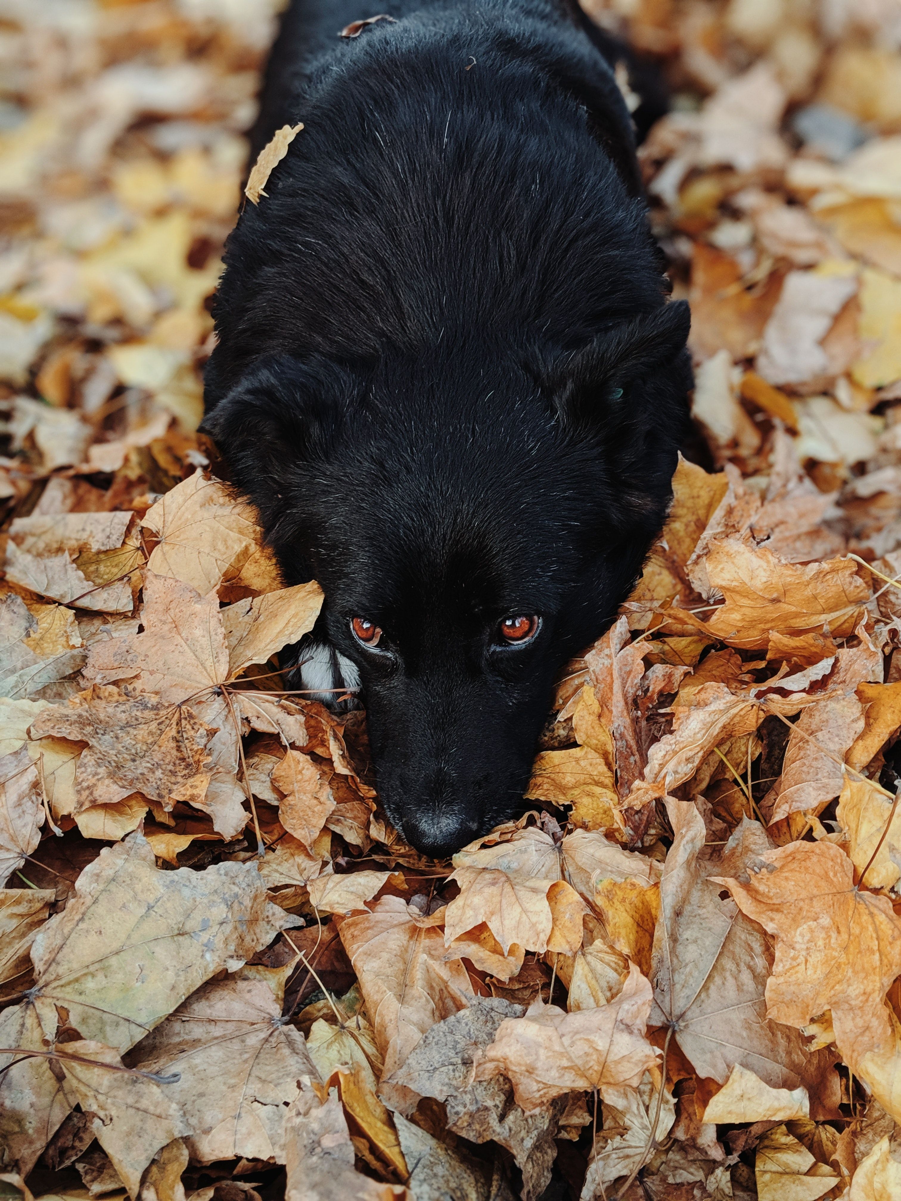 A black dog with red eyes lies in a pile of autumn leaves. - Dog