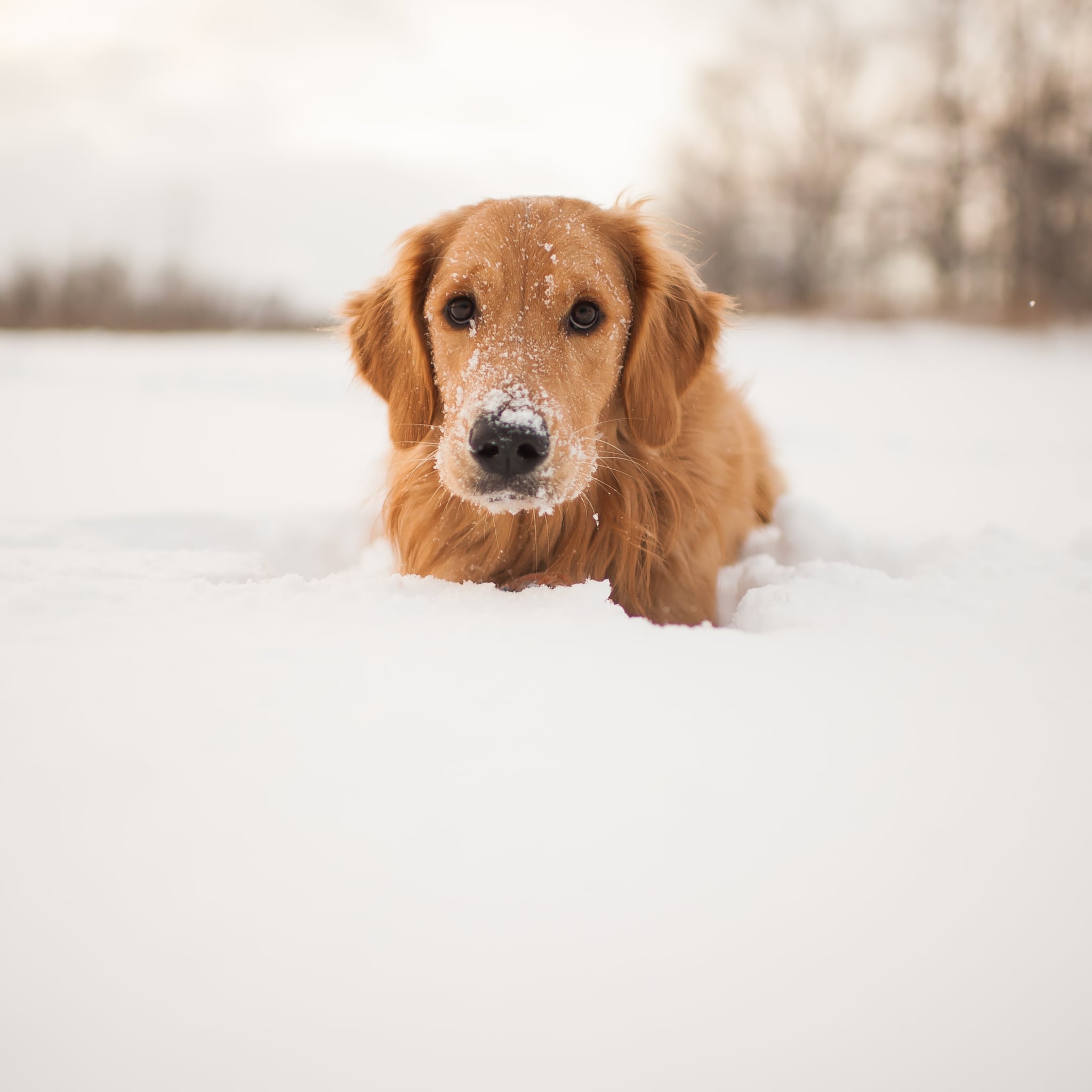 A dog is laying in the snow - Dog