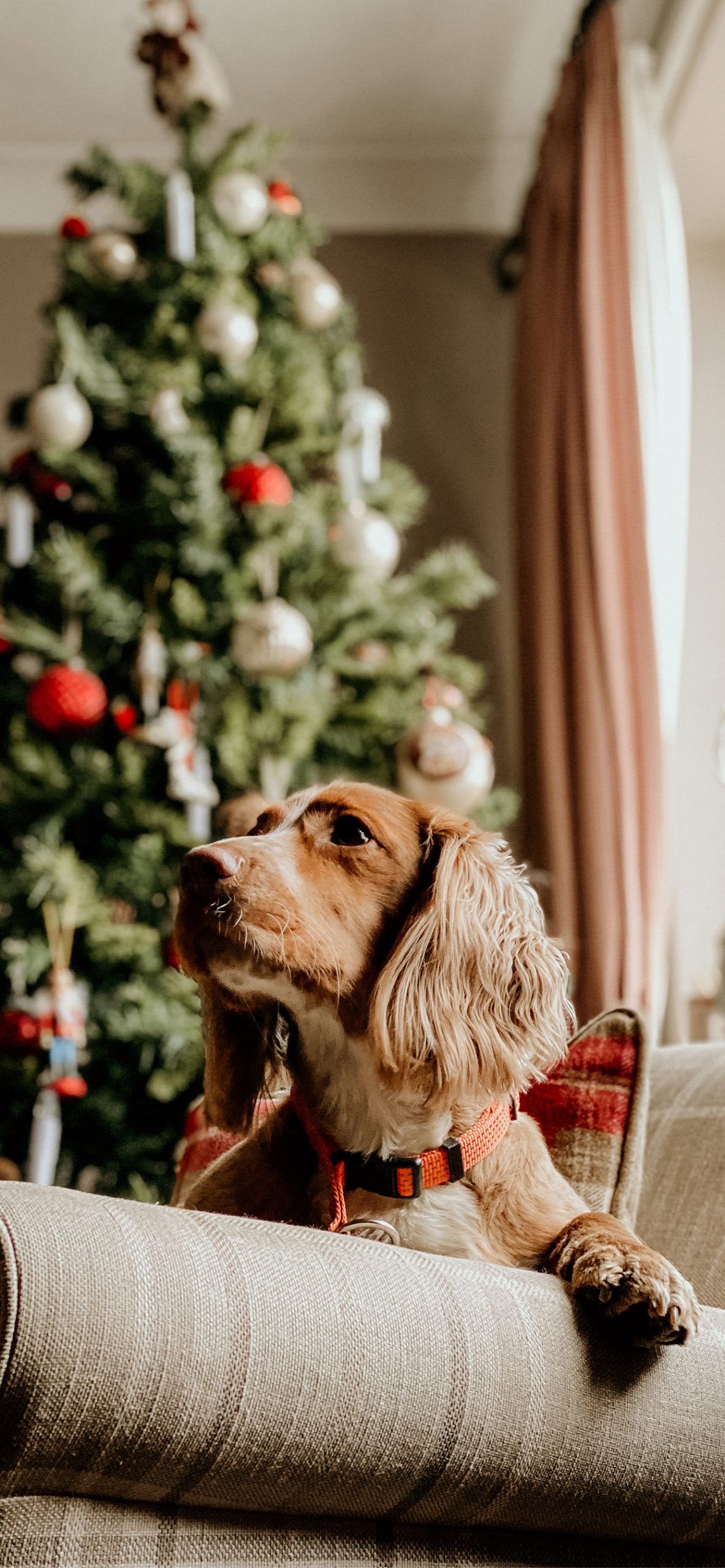 A dog sitting on a couch in front of a Christmas tree. - Dog