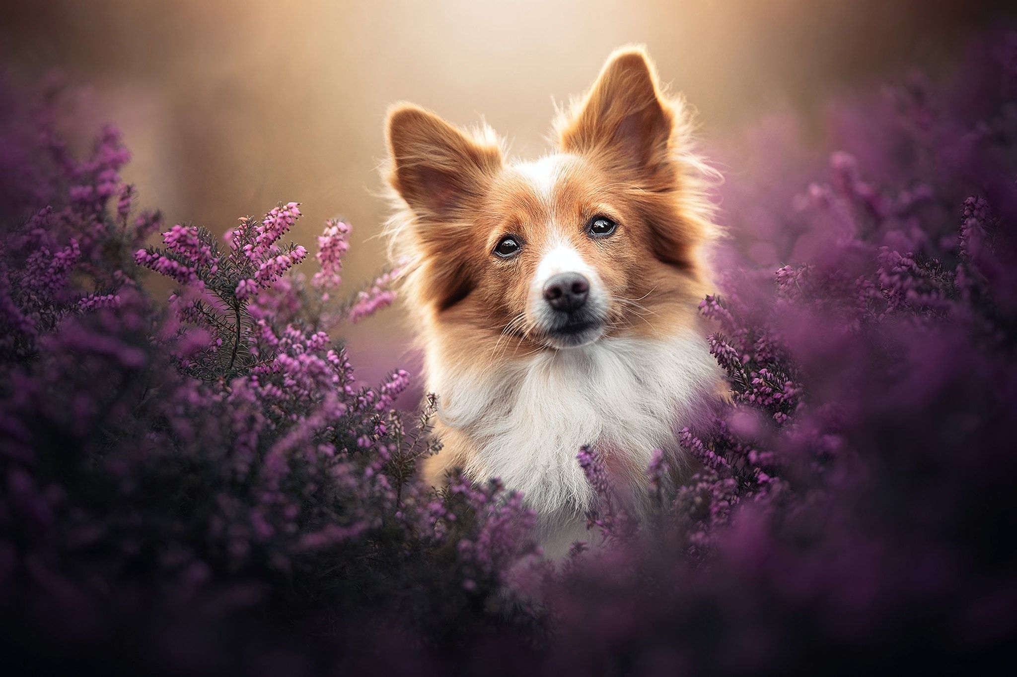 A brown and white dog with blue eyes standing in purple flowers. - Dog