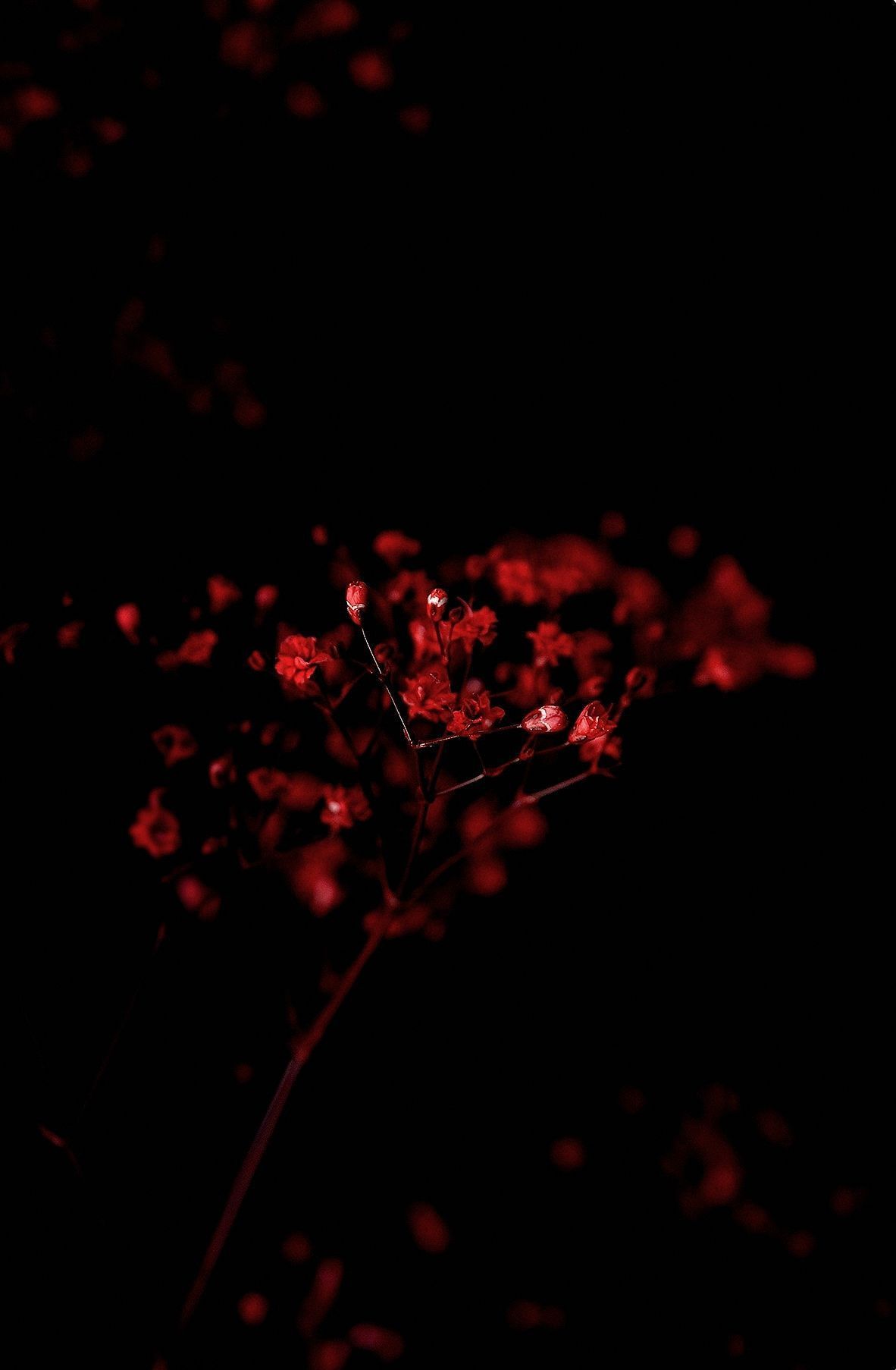 Red flowers on a black background - Light red, dark red