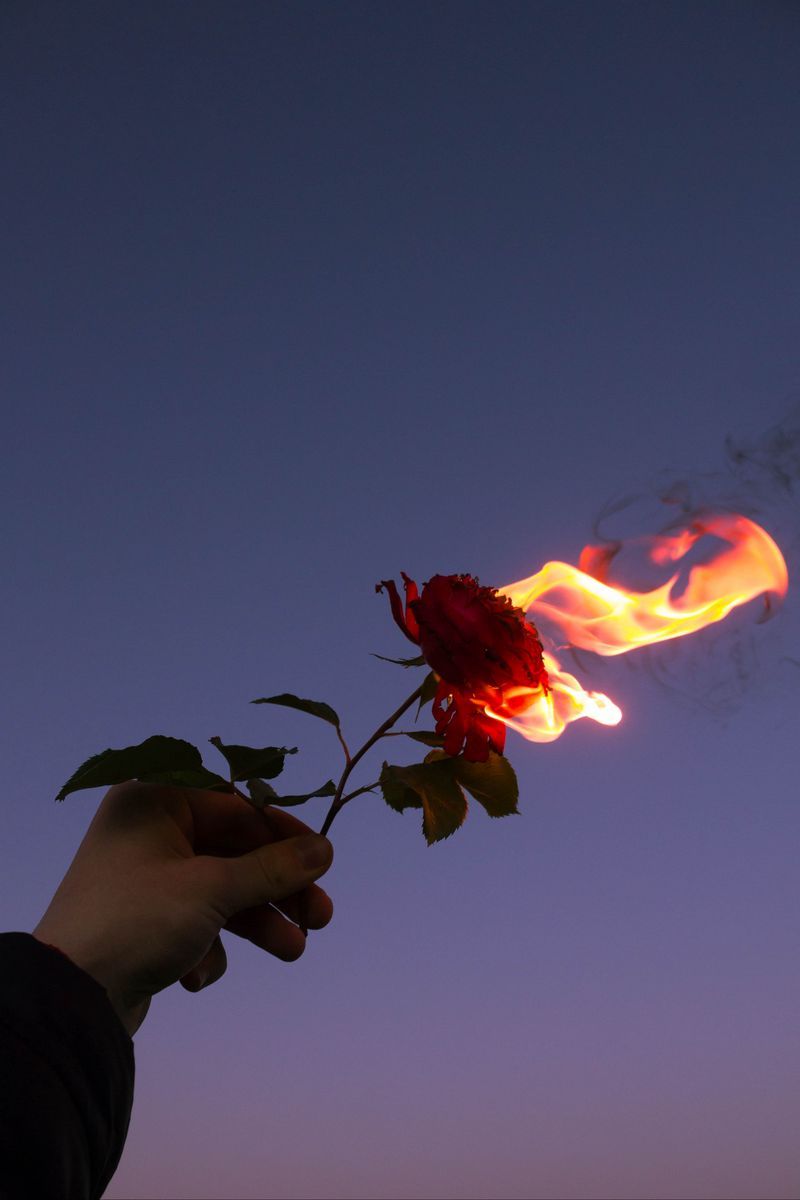 Download Wallpaper 800x1200 Rose, Flower, Flame, Hand, Fire Iphone 4s 4 For Parallax HD Background