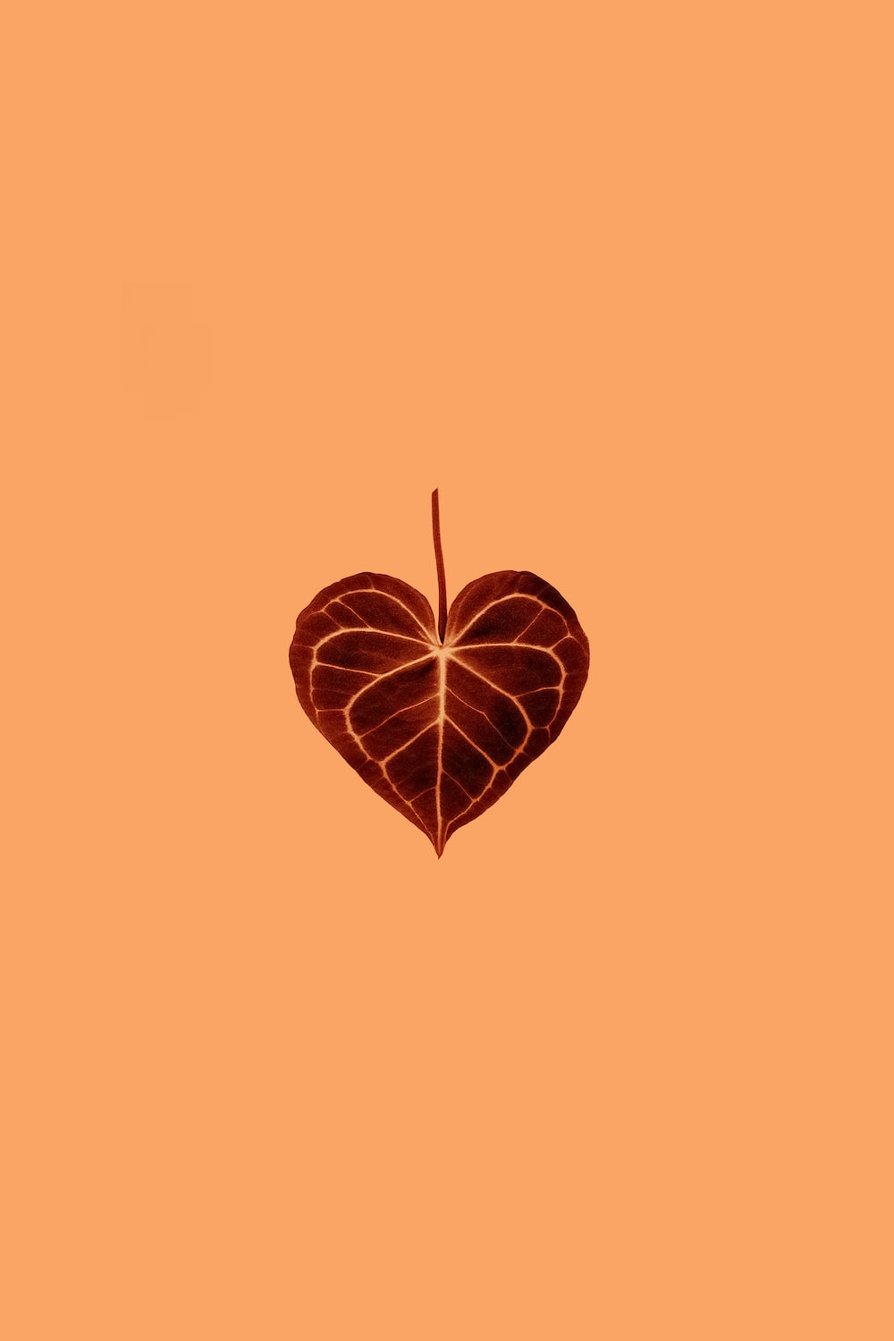 A single leaf in the shape of a heart on a solid orange background. - Black heart
