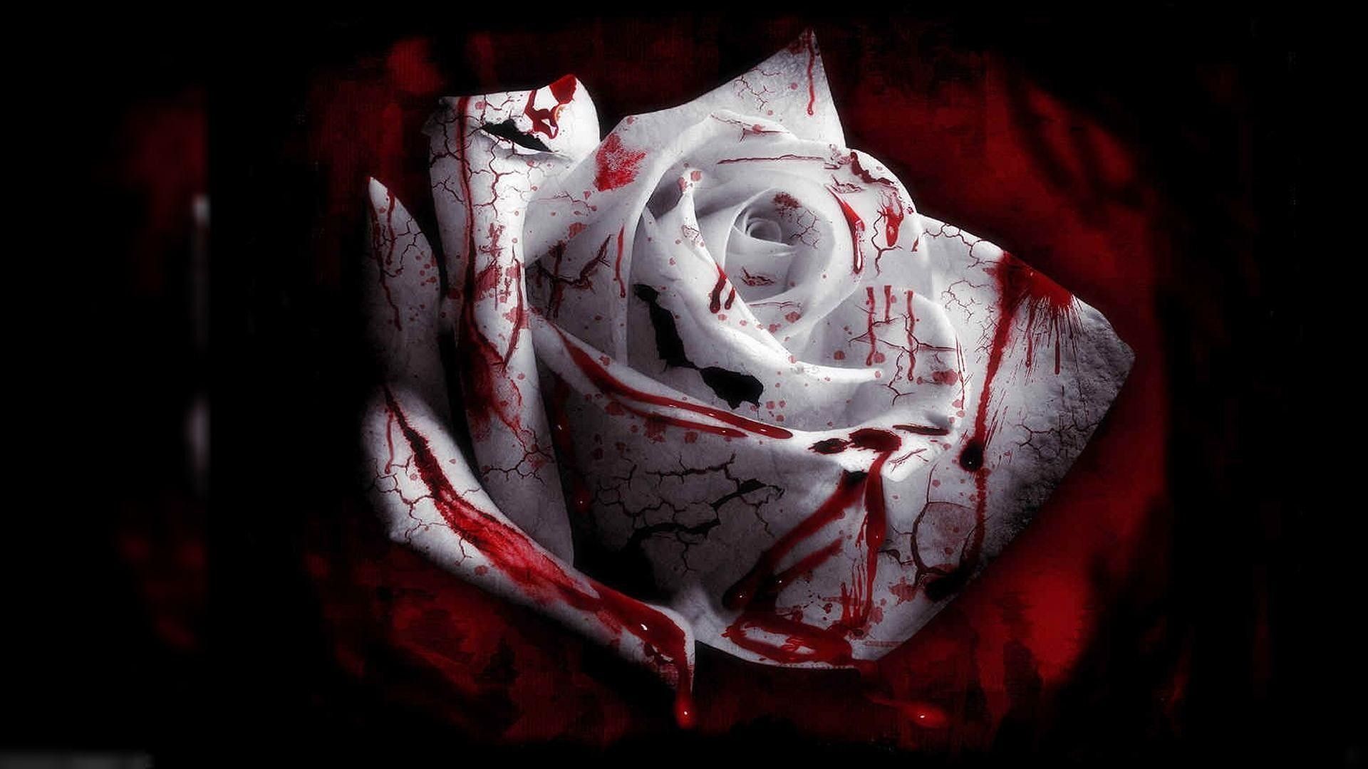 A rose with blood on it is shown - Horror, creepy
