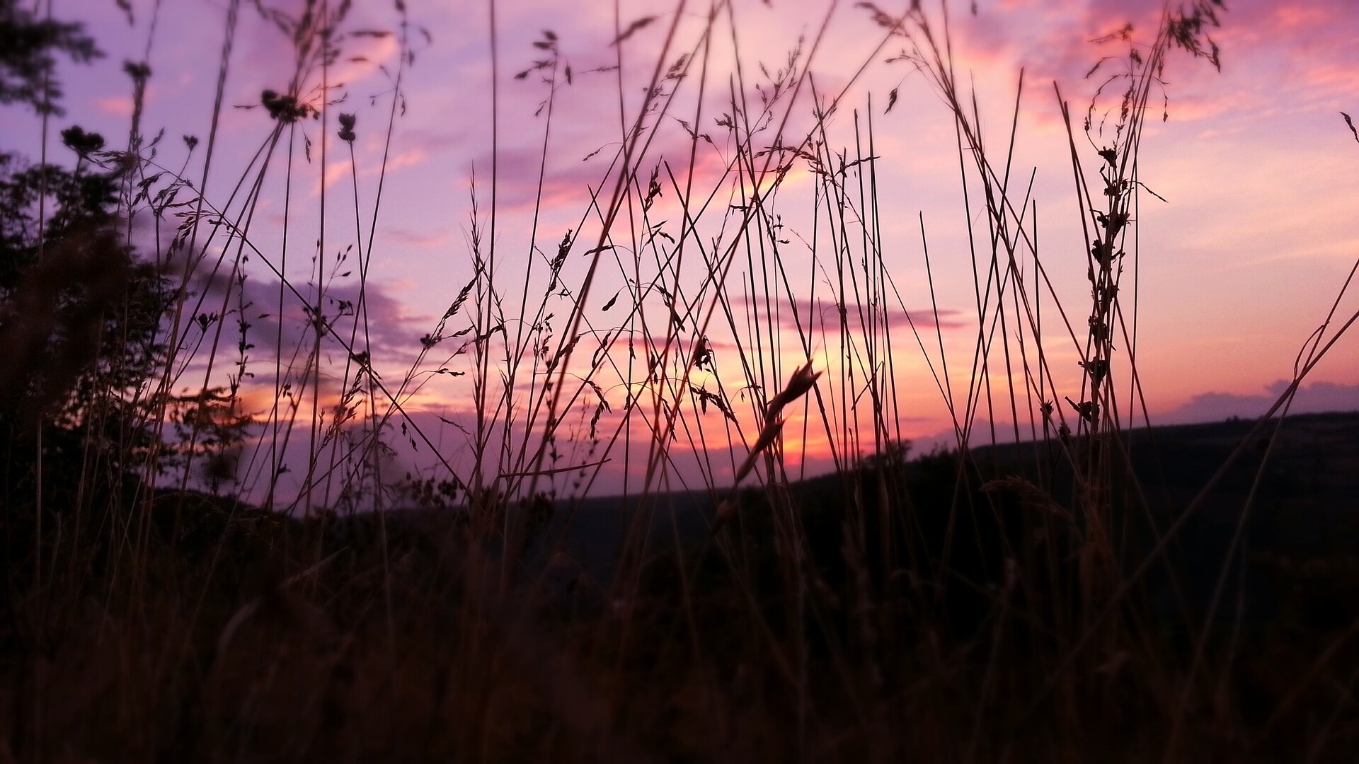 A sunset with grass and trees in the foreground - Sky