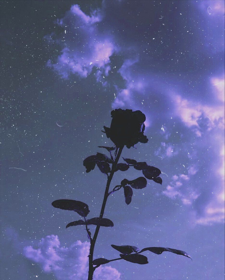 Aesthetic background of a black rose against a purple sky - Roses, sky