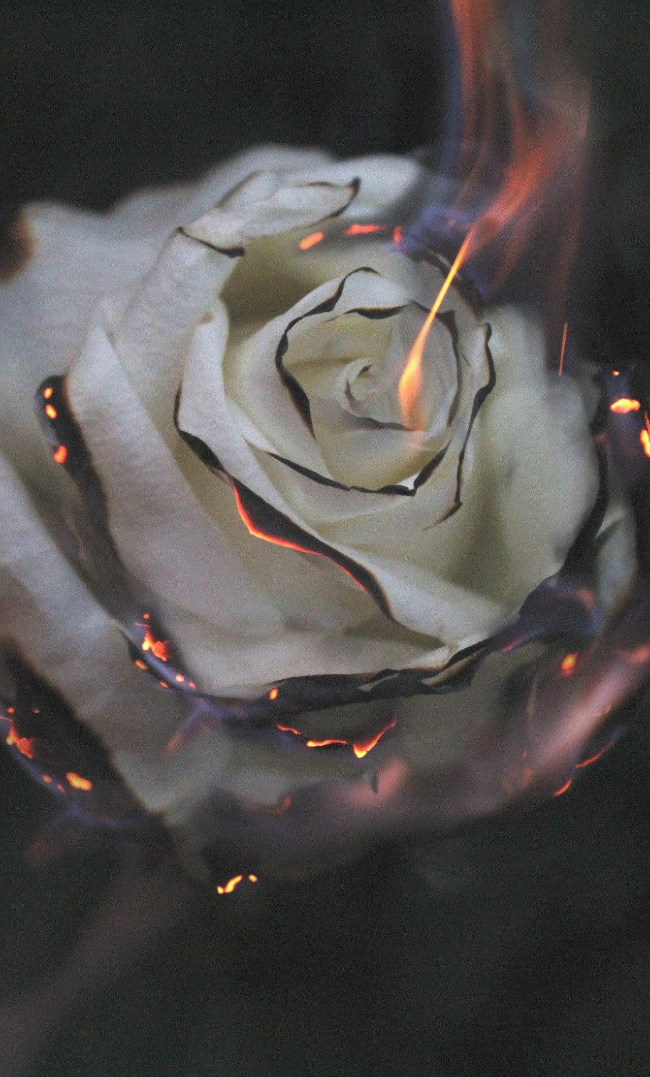 A white rose is on fire - Fire, smoke
