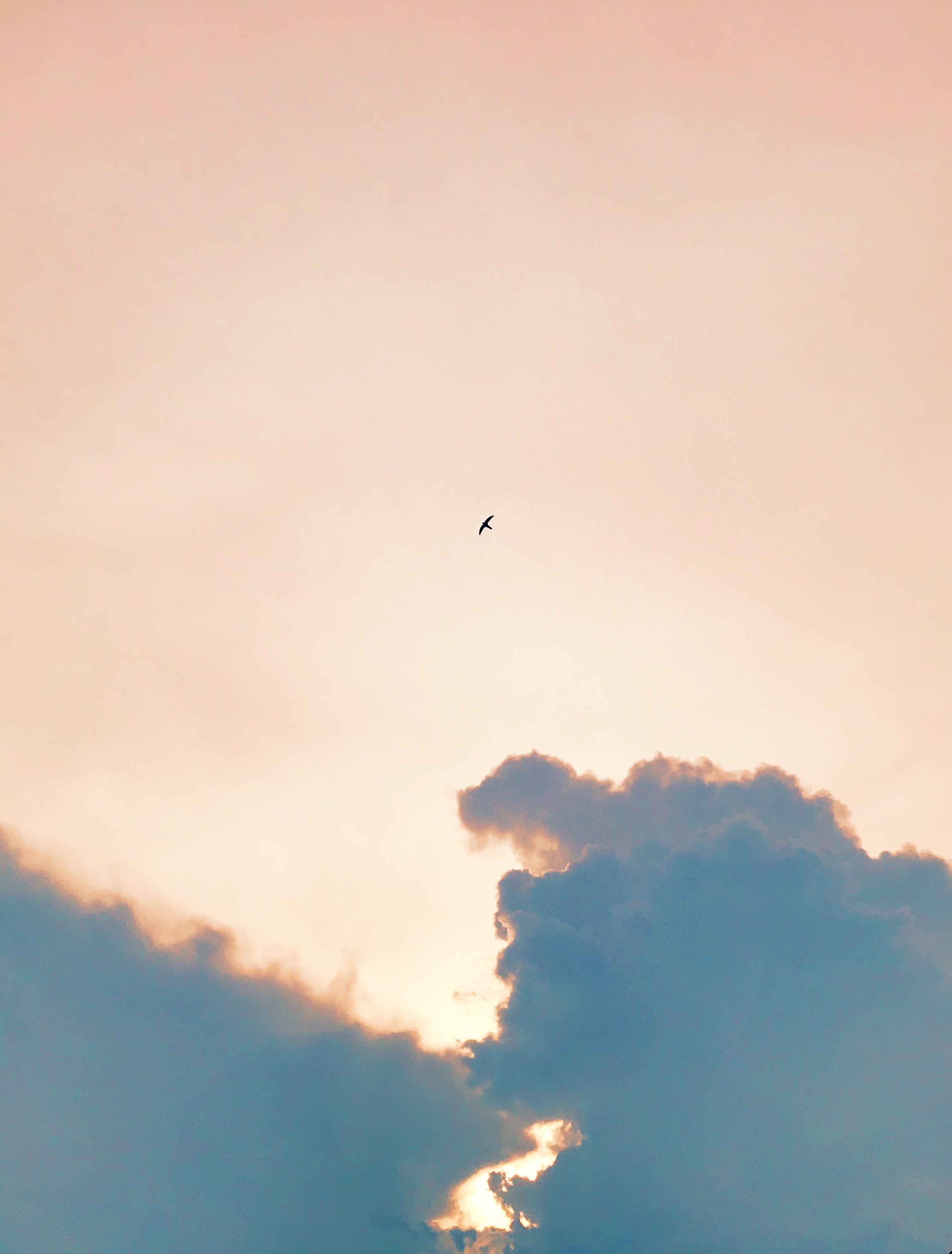 A bird flying in the sky with clouds - Vintage clouds