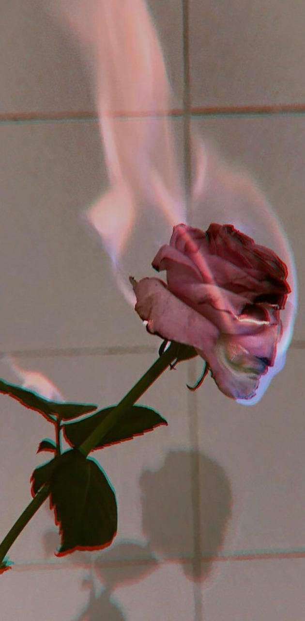 A rose is shown on fire in this artistic image. - Fire