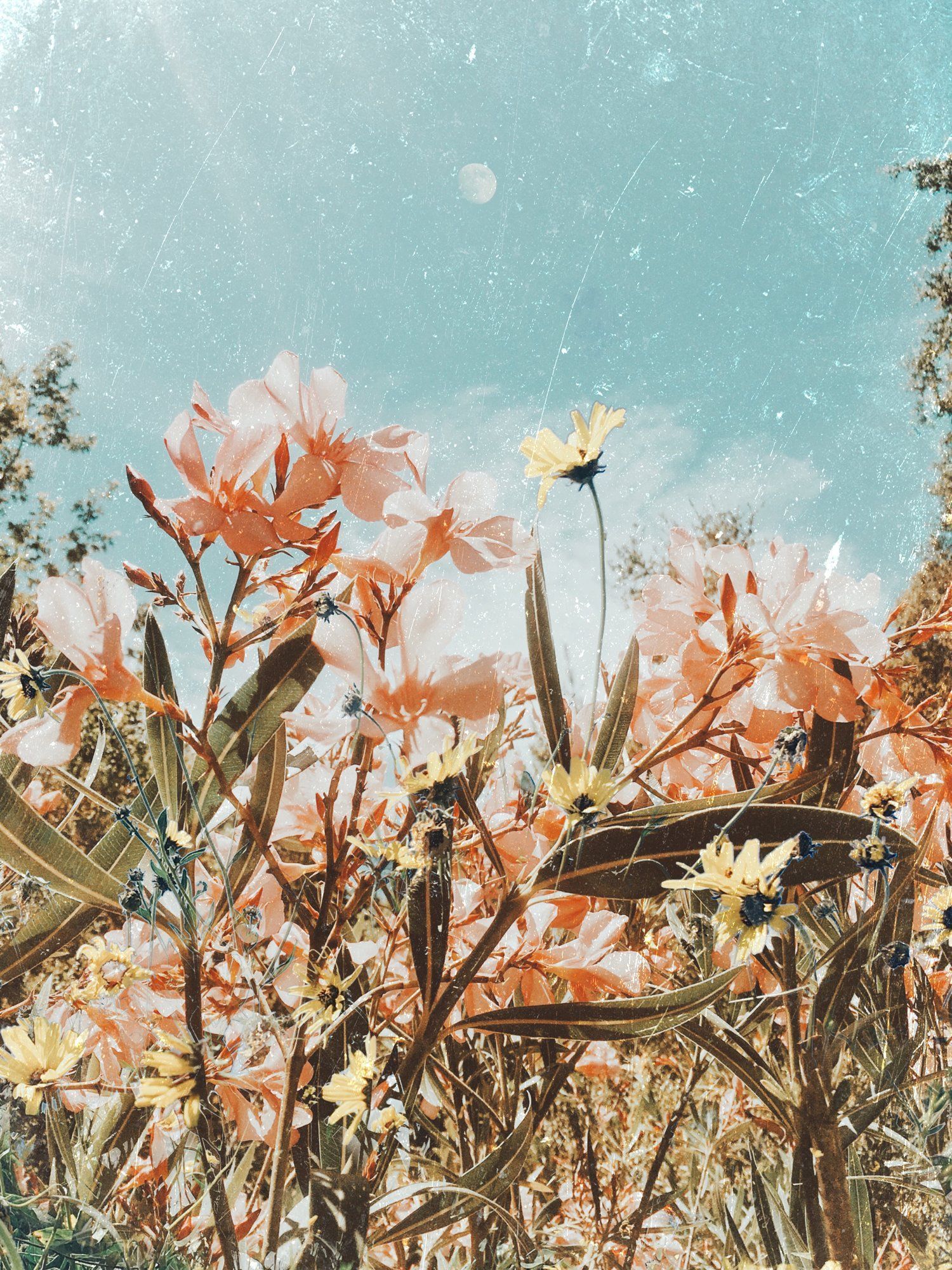 A picture of some flowers in the grass - Boho, art