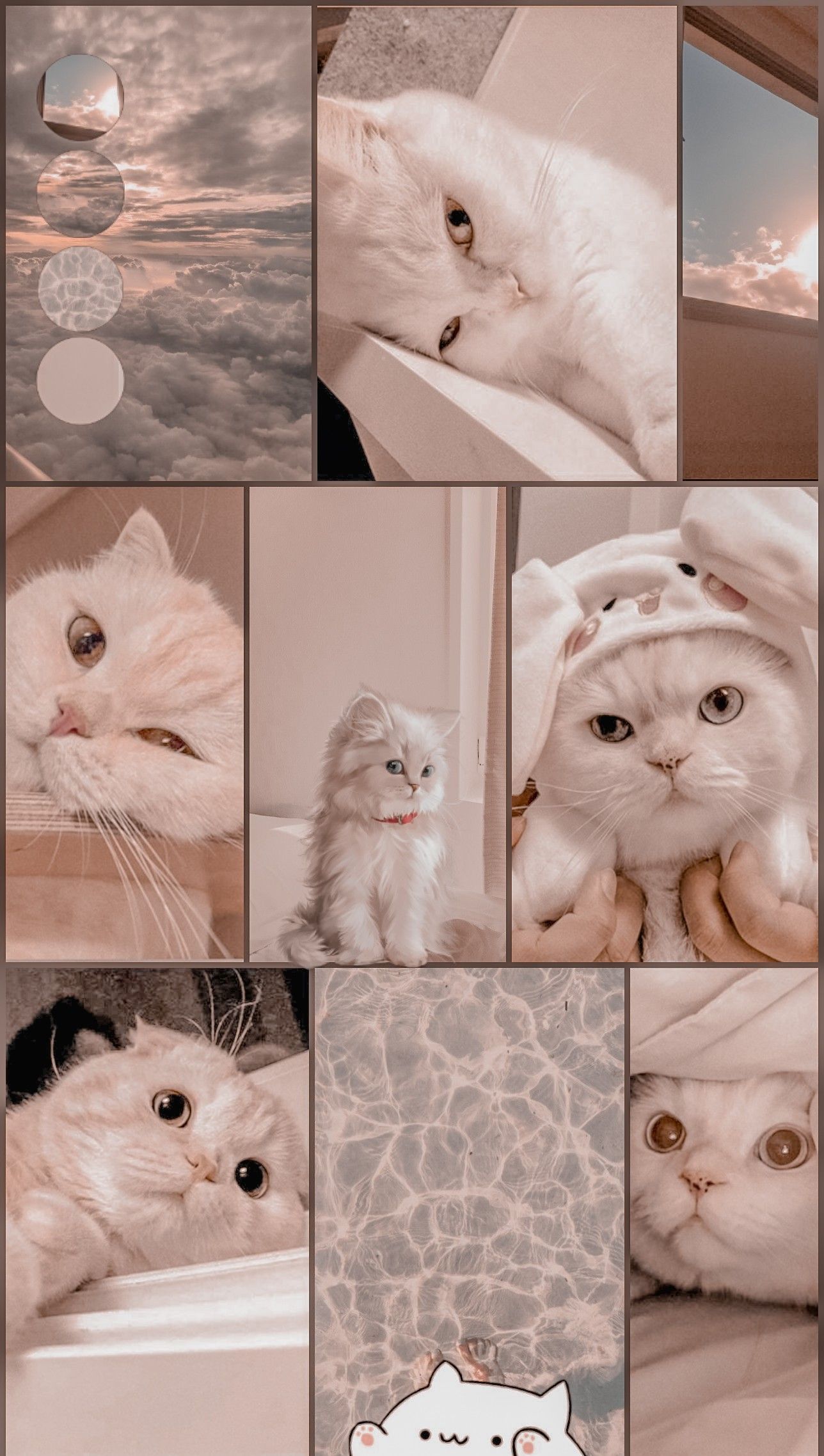 A collage of pictures featuring cats - Cat