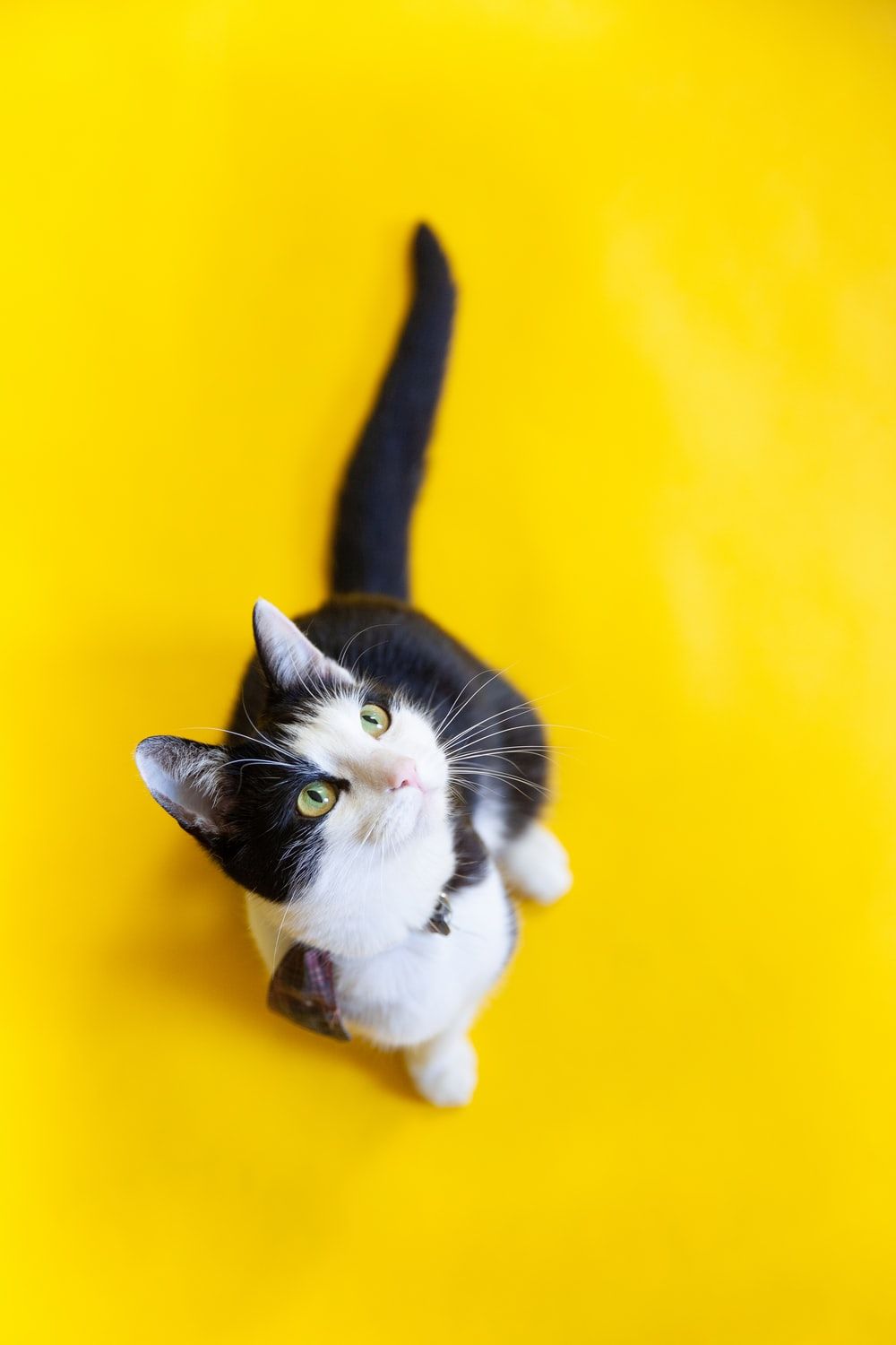 Black and white cat on a yellow background - Cat