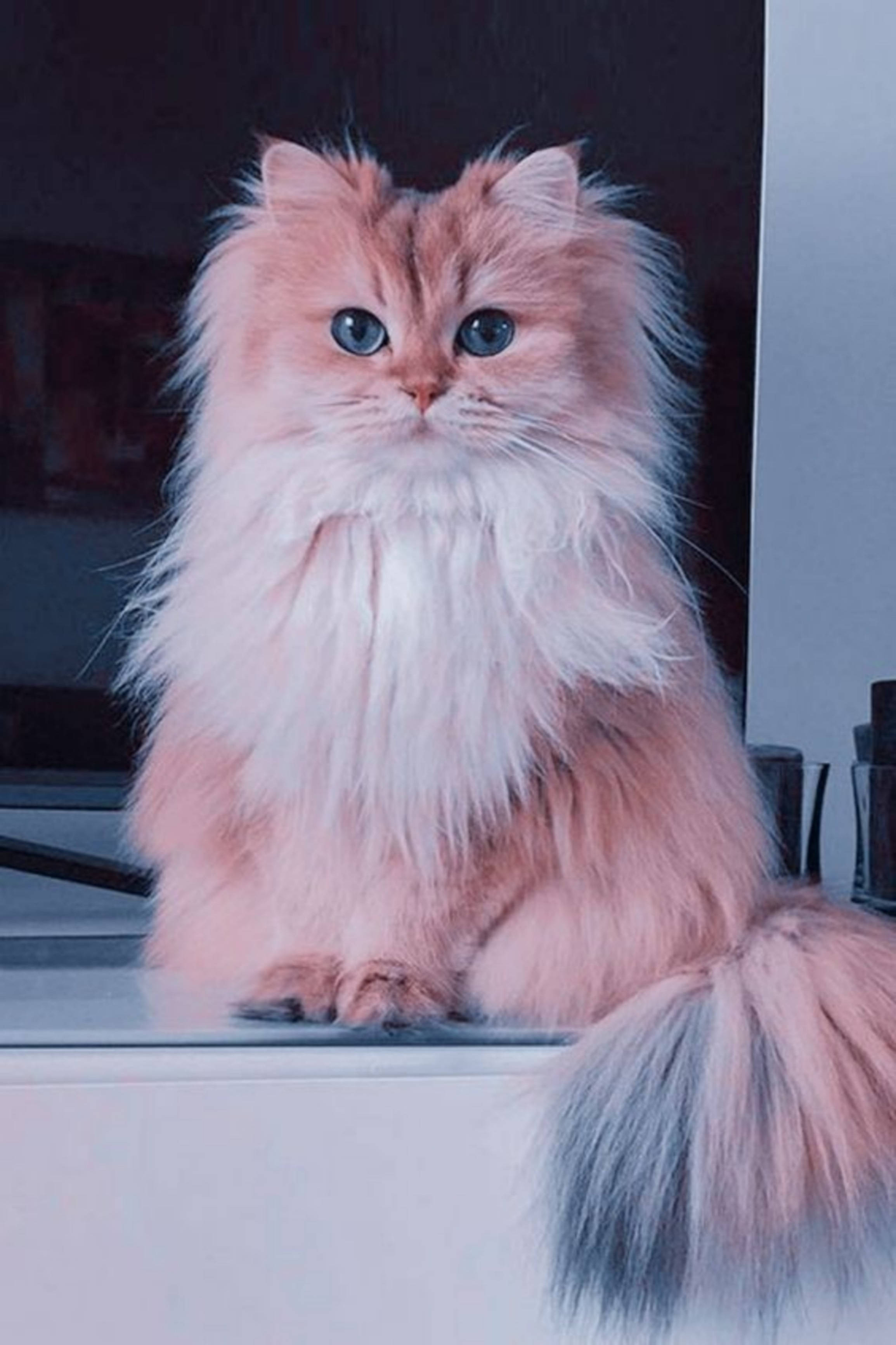 A fluffy cat with a pink and grey tail and blue eyes. - Cat