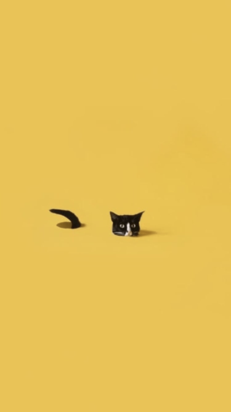 A cat sitting on the edge of an orange wall - Cat