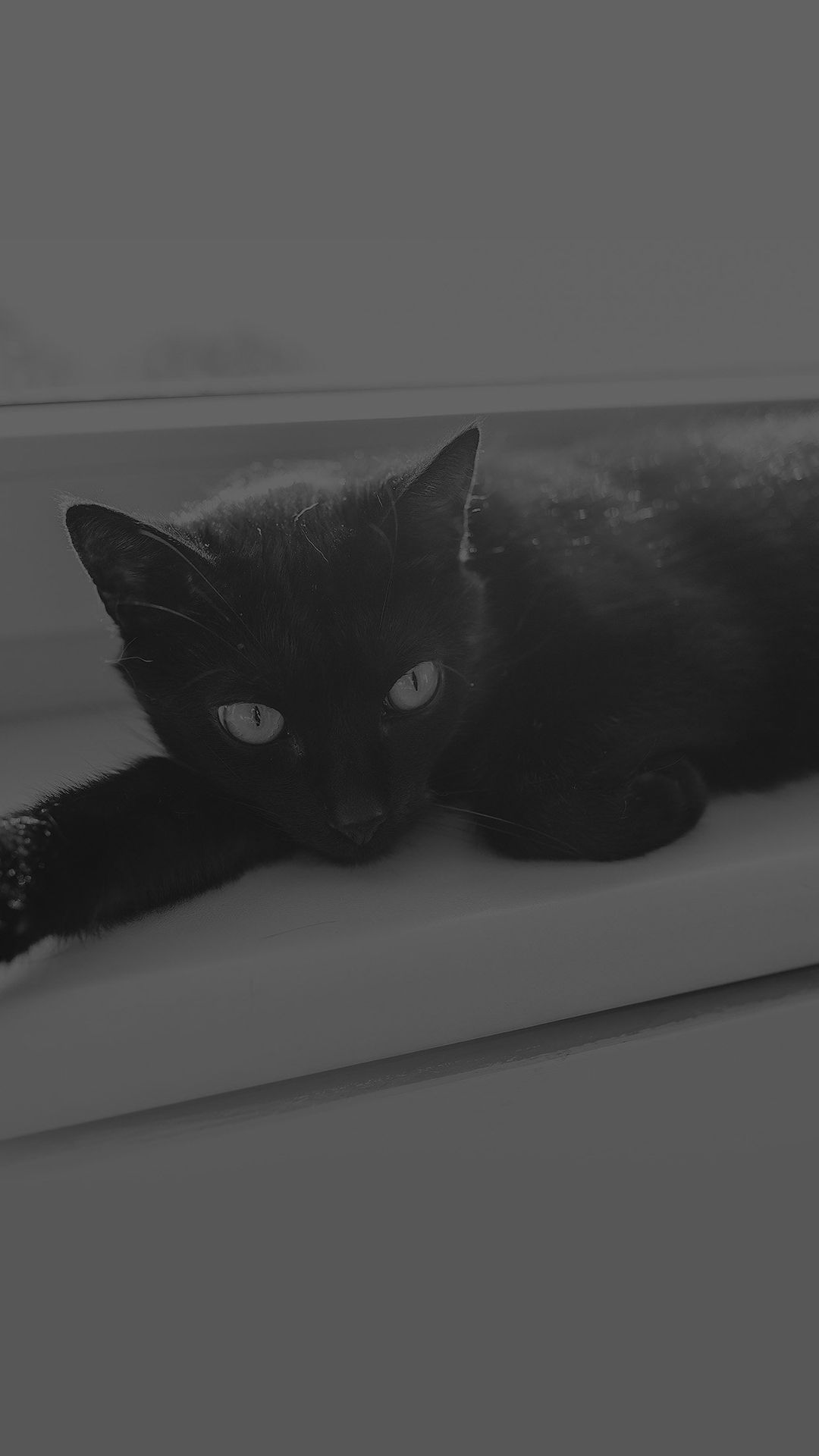 A black cat laying on top of the window sill - Cat