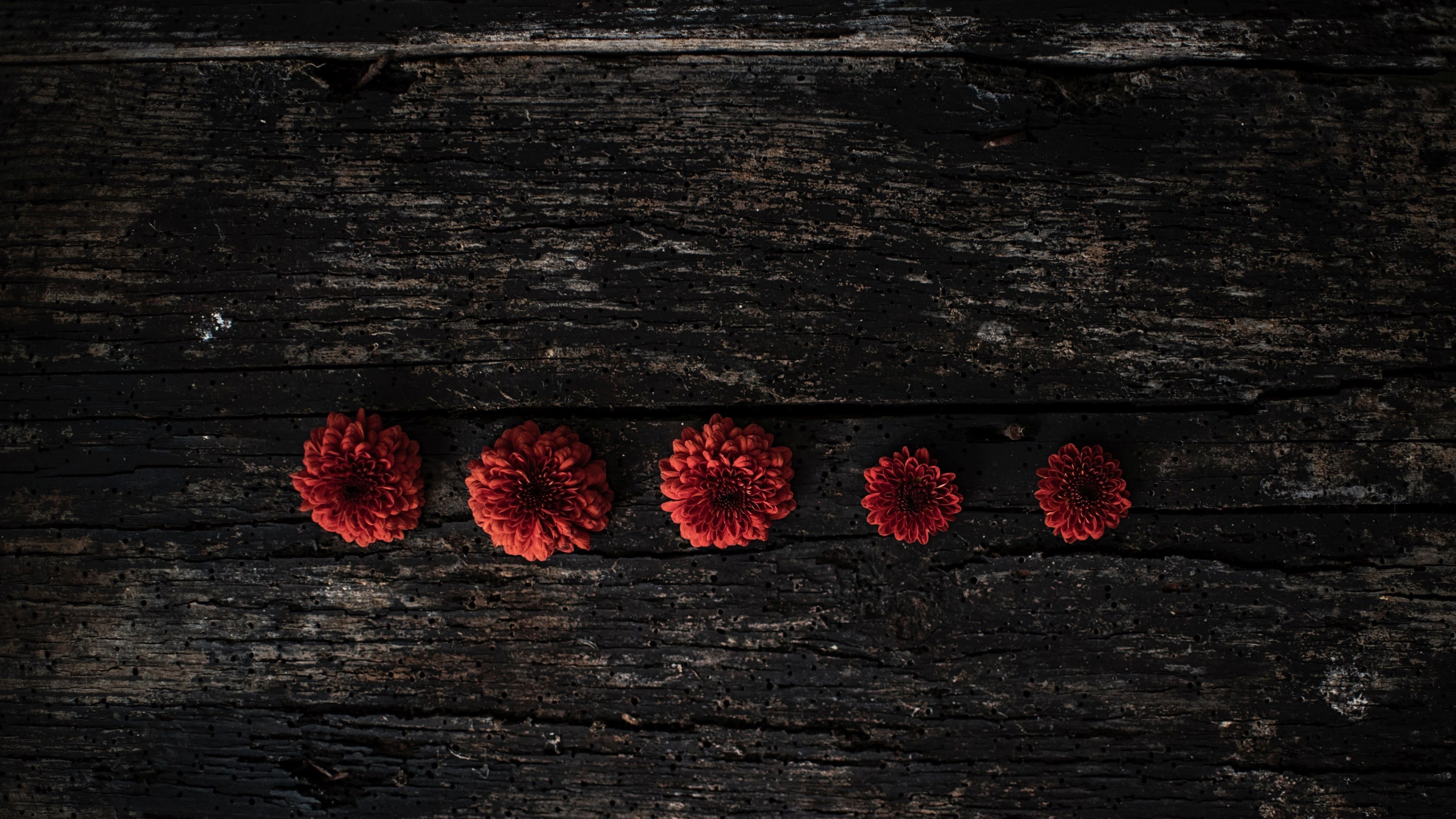 A row of red flowers on top wood - Dark red
