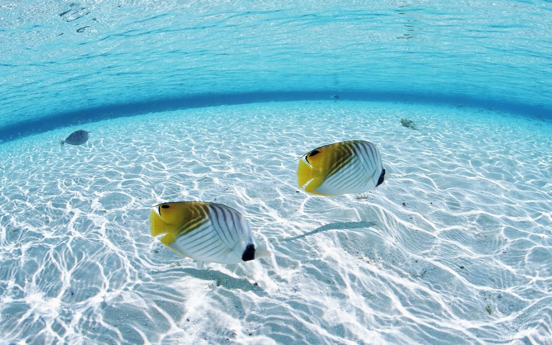 Two fish swimming in the clear water - Ocean, underwater, fish