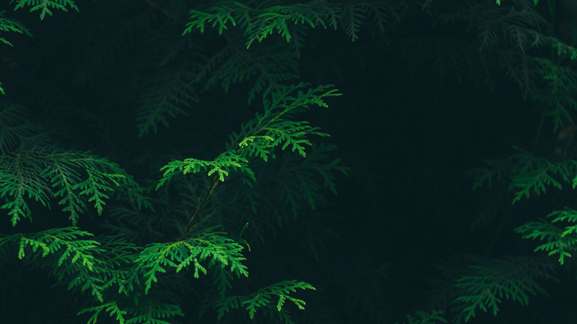Green Aesthetic Background HD Free download