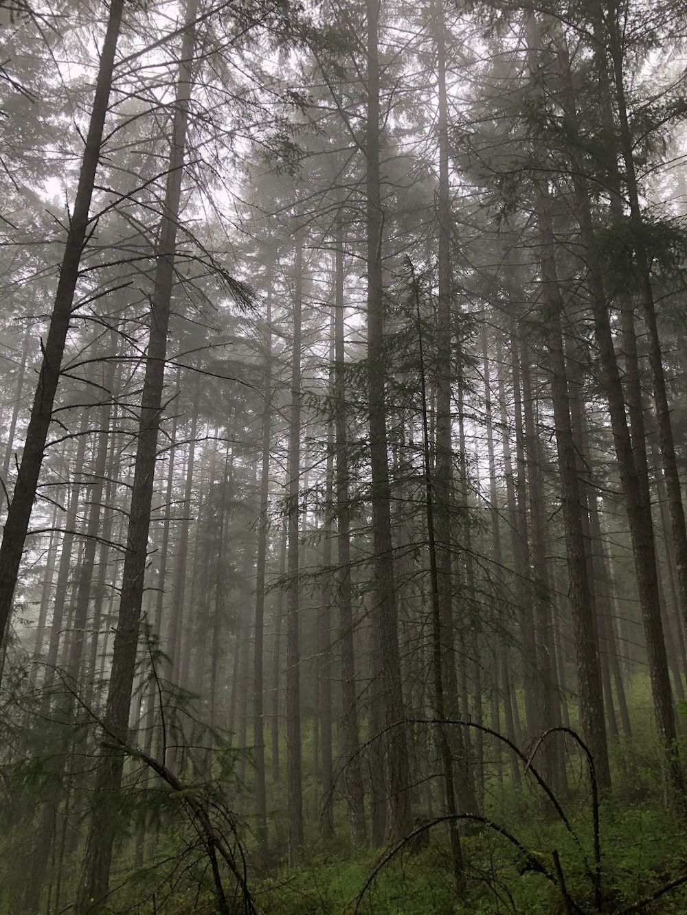 Misty forest on a rainy day - Forest, woods