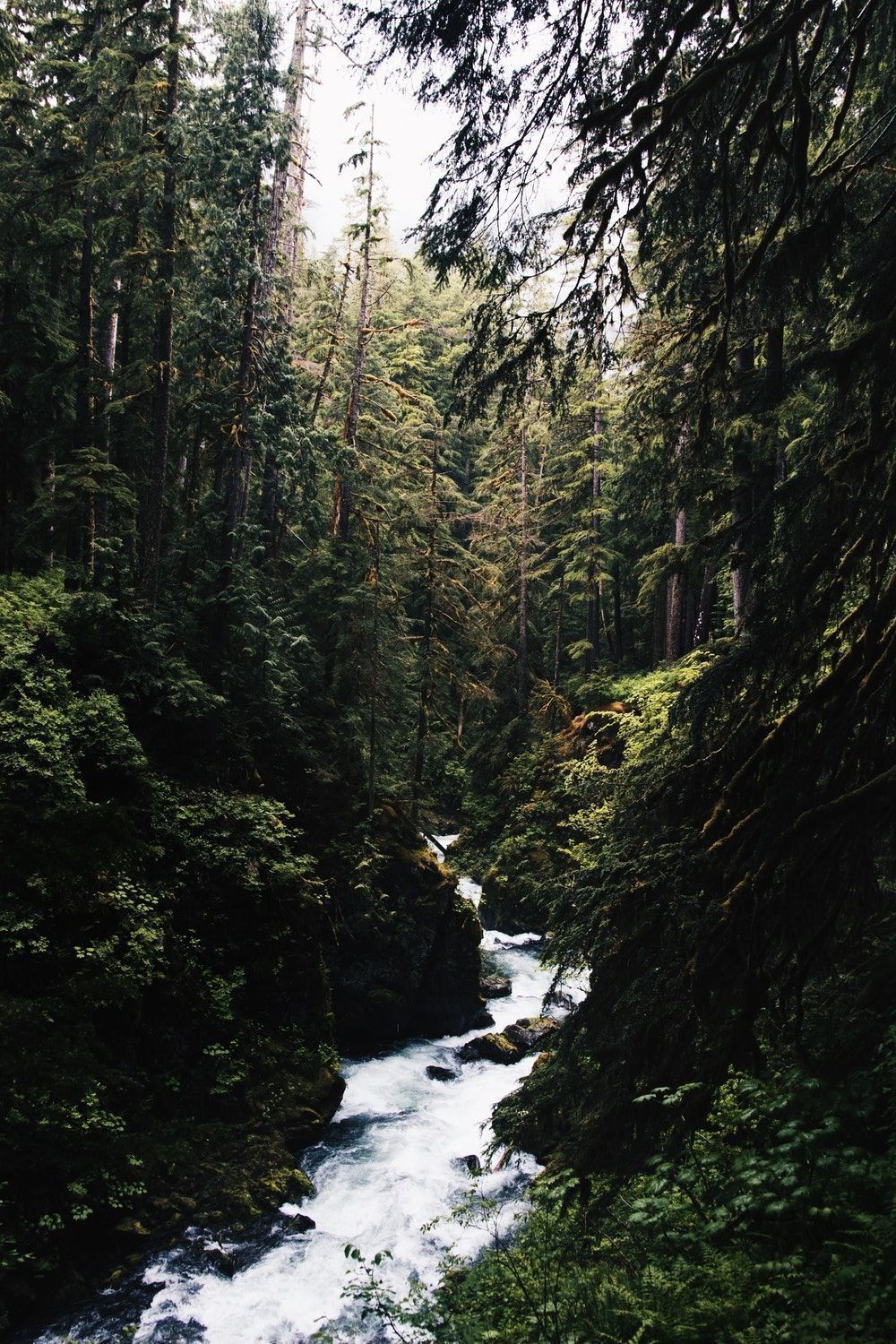 A river running through the woods - Jungle, forest, woods, river