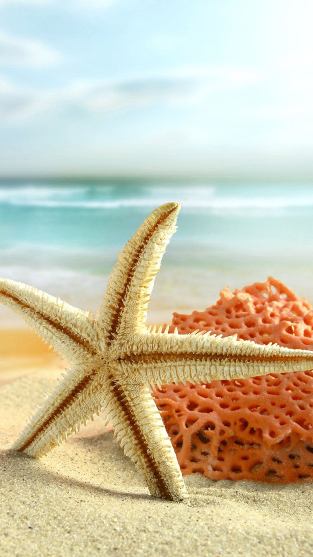 Starfish and coral on the beach - Starfish