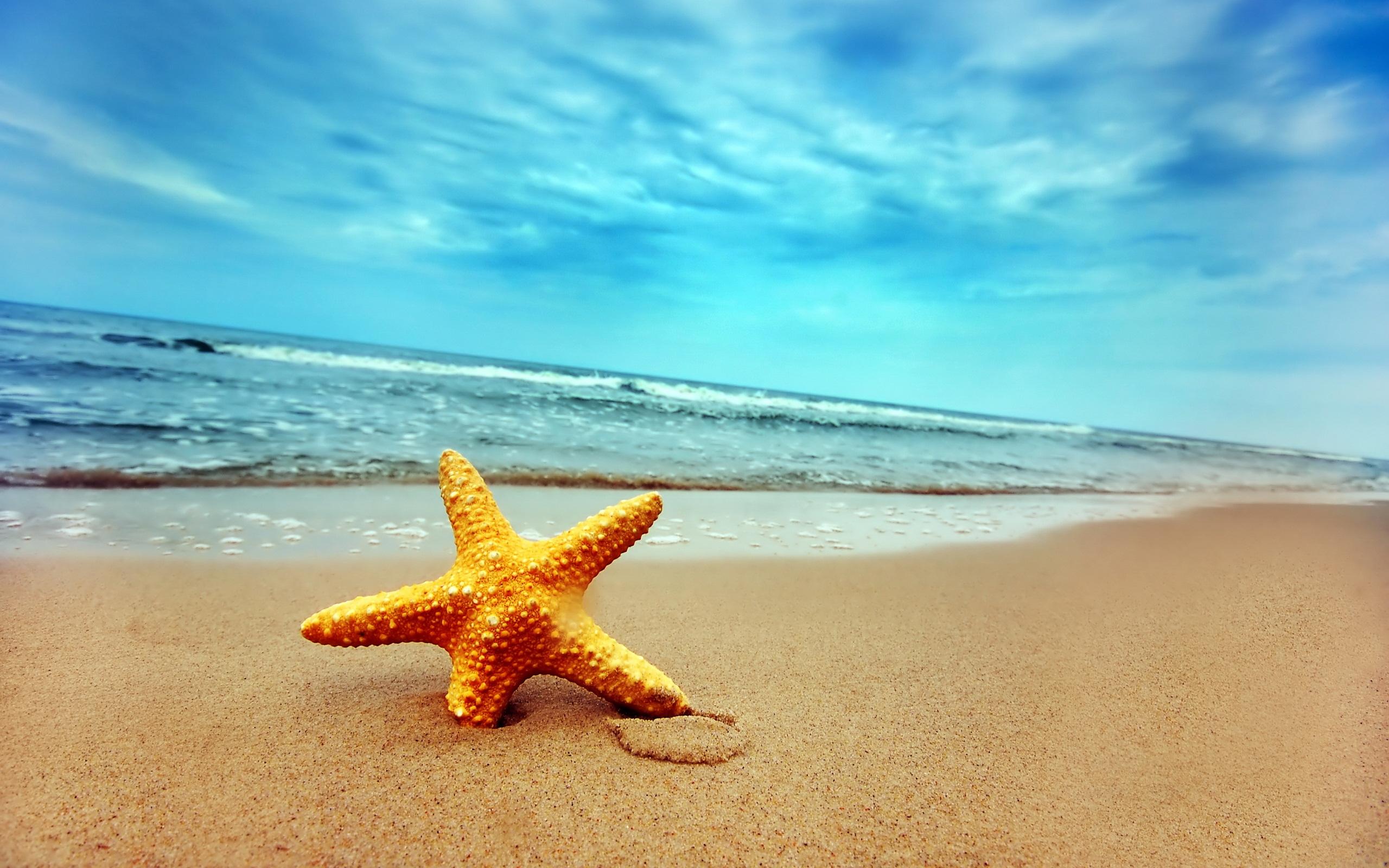 A starfish on the beach with the ocean in the background - Starfish