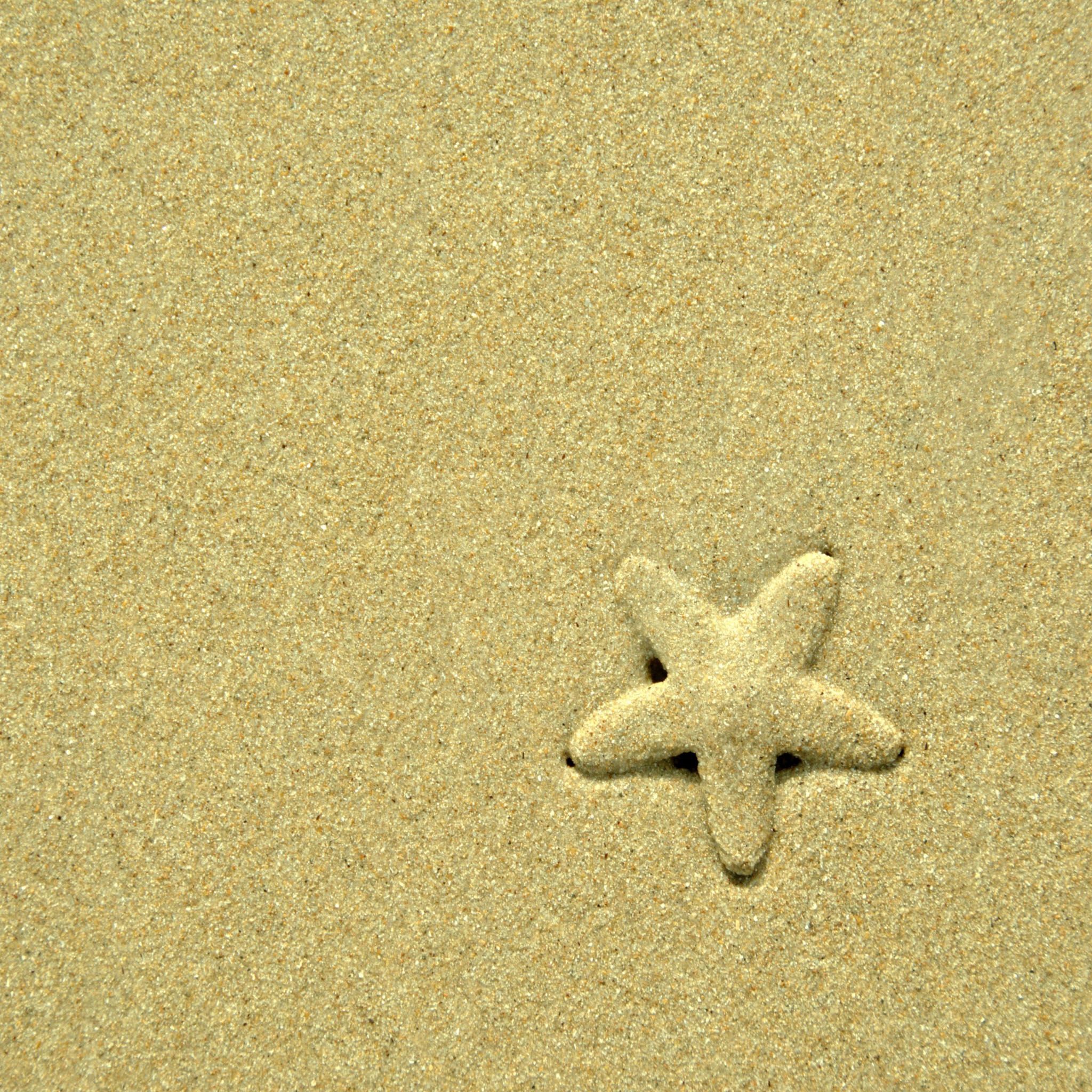A starfish is in the sand on top of some grass - Starfish