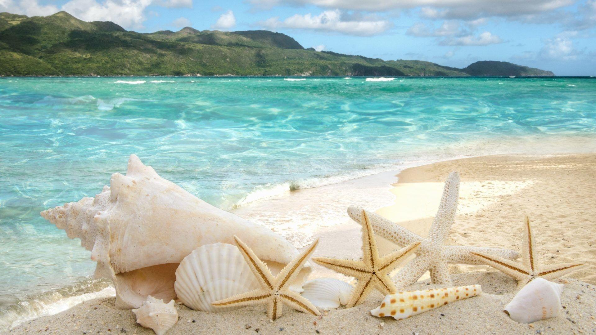 A beach with shells and starfish on it - Starfish