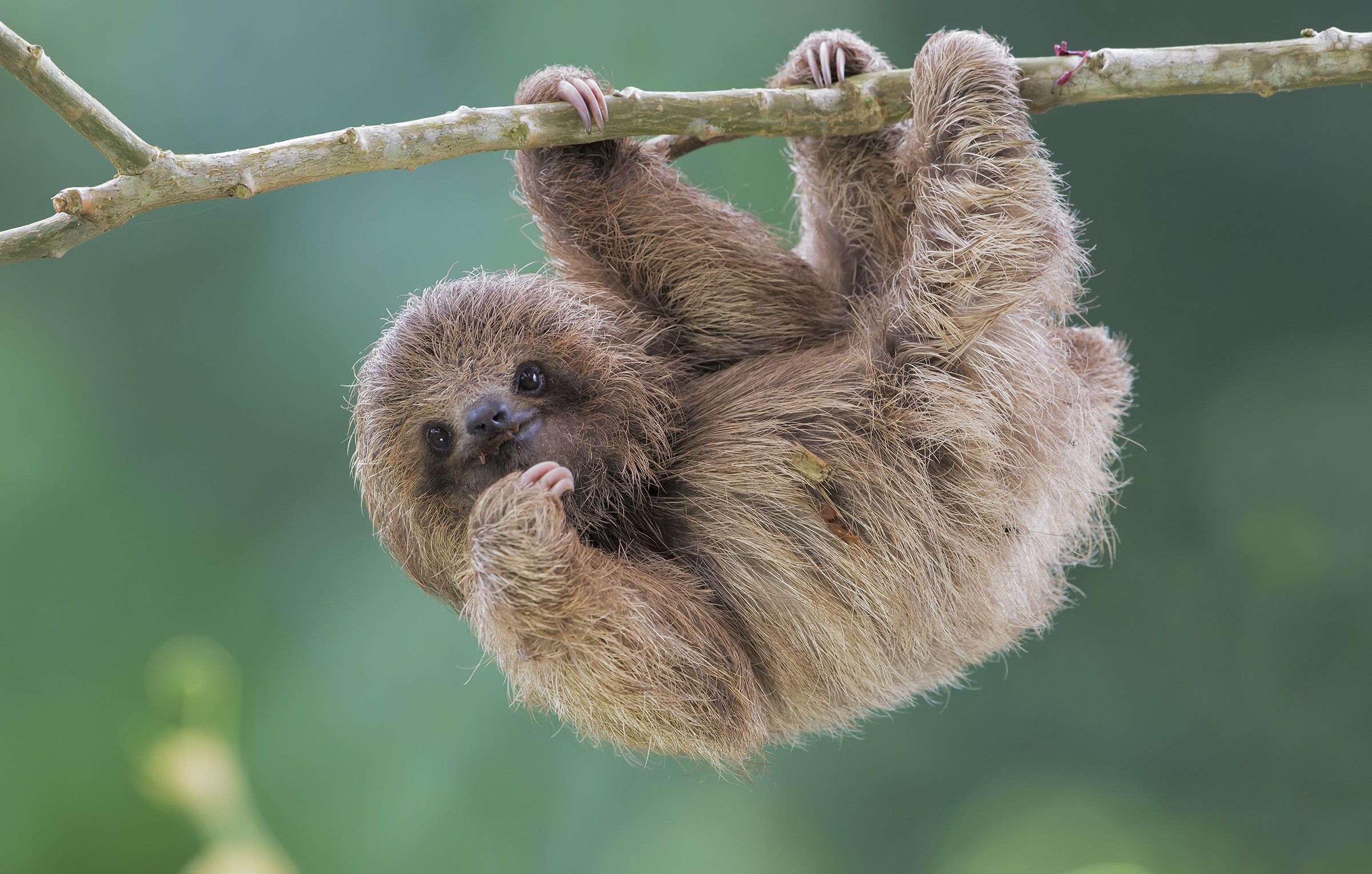 animals, sloths, looking at viewer Gallery HD Wallpaper