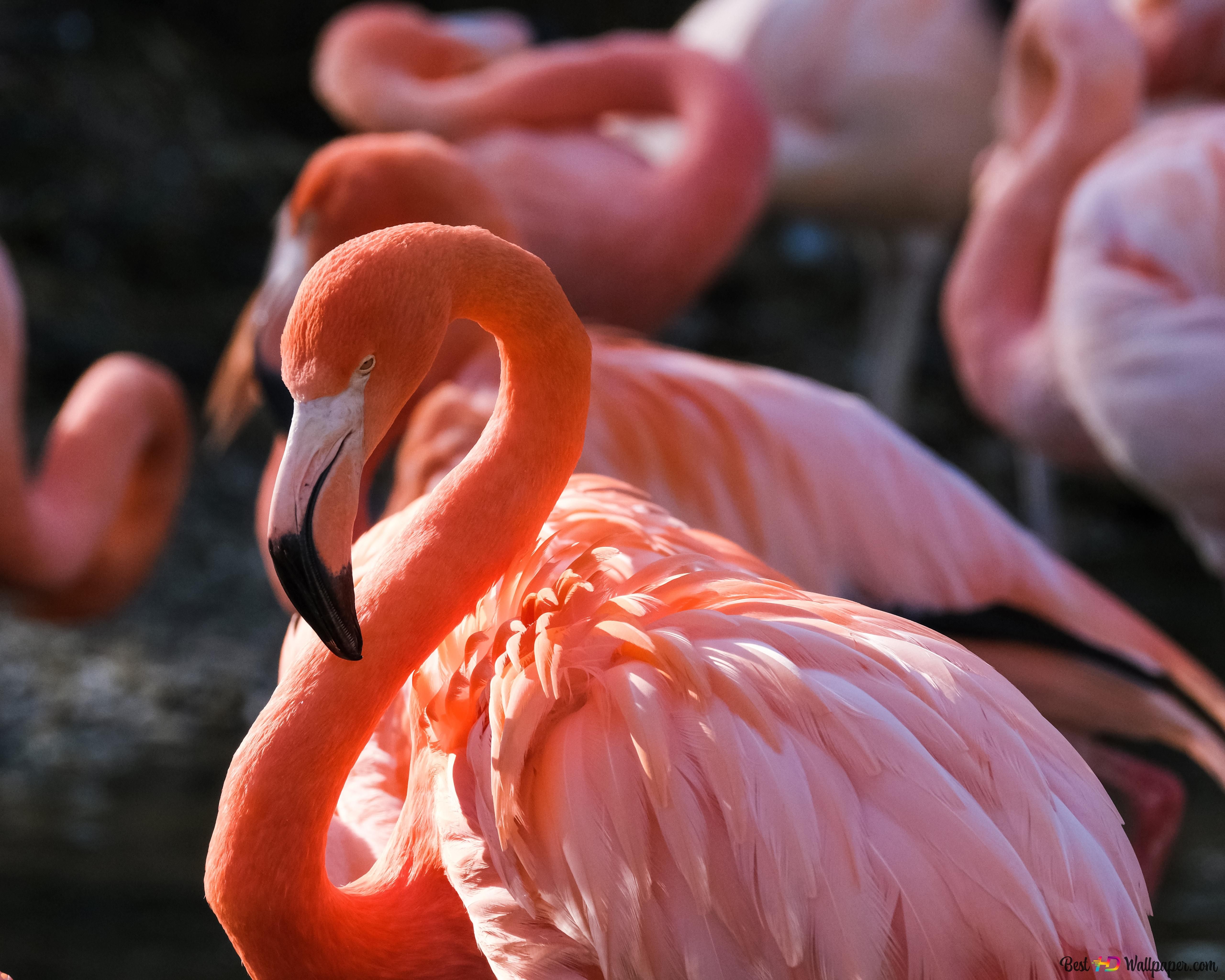Pretty in pink Flamingo birds 6K wallpaper download