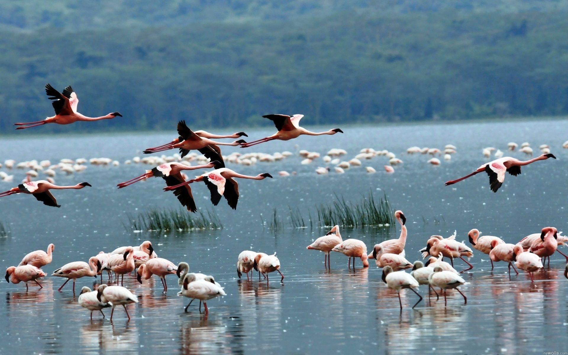 Flamingos flying and standing in the water - Flamingo