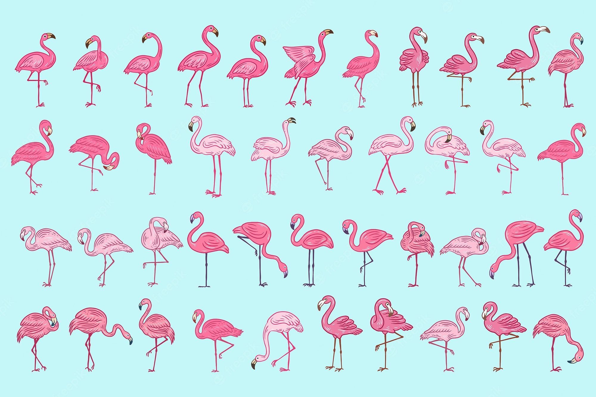 A collection of pink flamingos in different poses - Flamingo